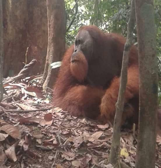 Landak River Guest House Only Trekking With Us Bukit Lawang Exterior photo